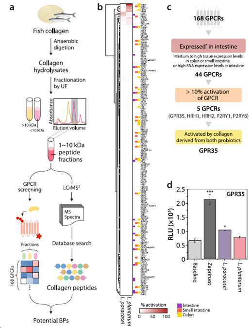 GPCR 리간드 펩타이드를 함유하는 콜라겐 가수분해물 대표 이미지