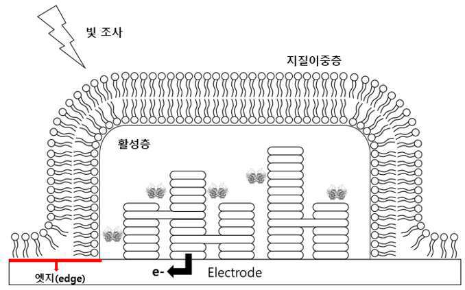 광합성 전자 추출 시스템 및 이의 제조방법 대표 이미지