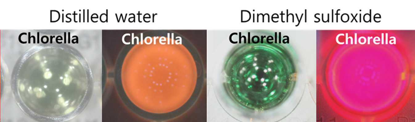 광에 의해 활성화되는 클로렐라 추출물을 유효성분으로 포함하는 항균용 조성물 대표 이미지