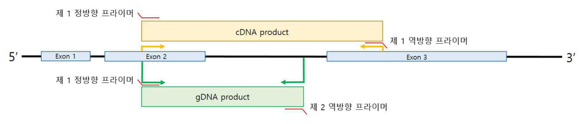 표적 유전자의 게놈 DNA를 이용한 실시간 PCR 정상화 방법 대표 이미지