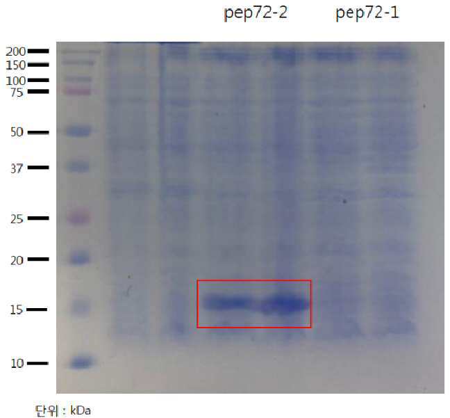 아프리카 돼지 열병 바이러스 유래 p72 단백질 절편 및 이의 용도 대표 이미지