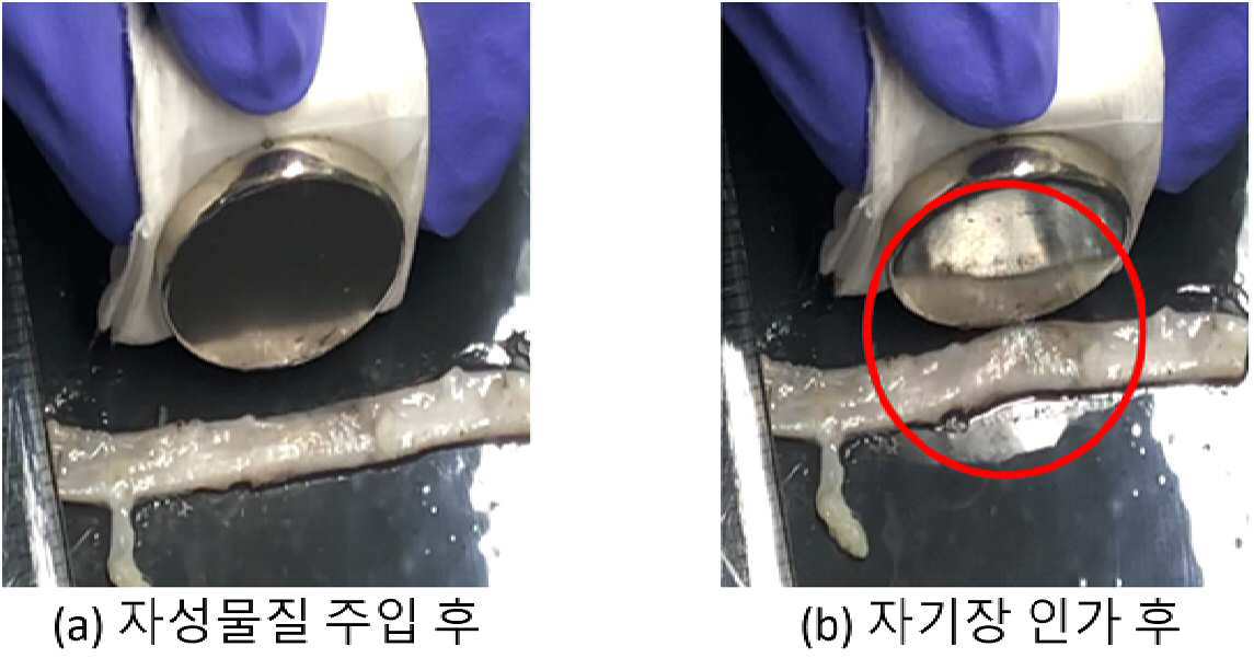 혈관 확장 유발을 위한 혈관 내 자성 물질 주입 방법 개발 및 이의 용도 대표 이미지