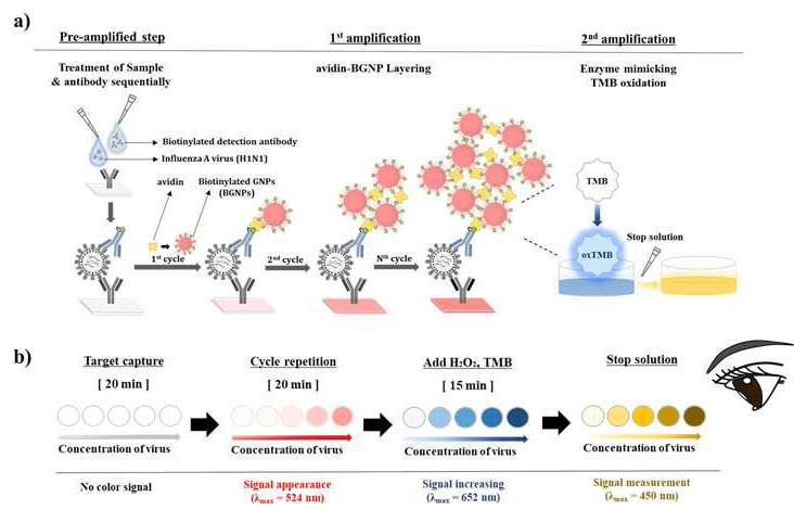 비오틴 결합 금 나노입자의 비색 증폭을 이용한 인플루엔자 바이러스 검출방법 대표 이미지