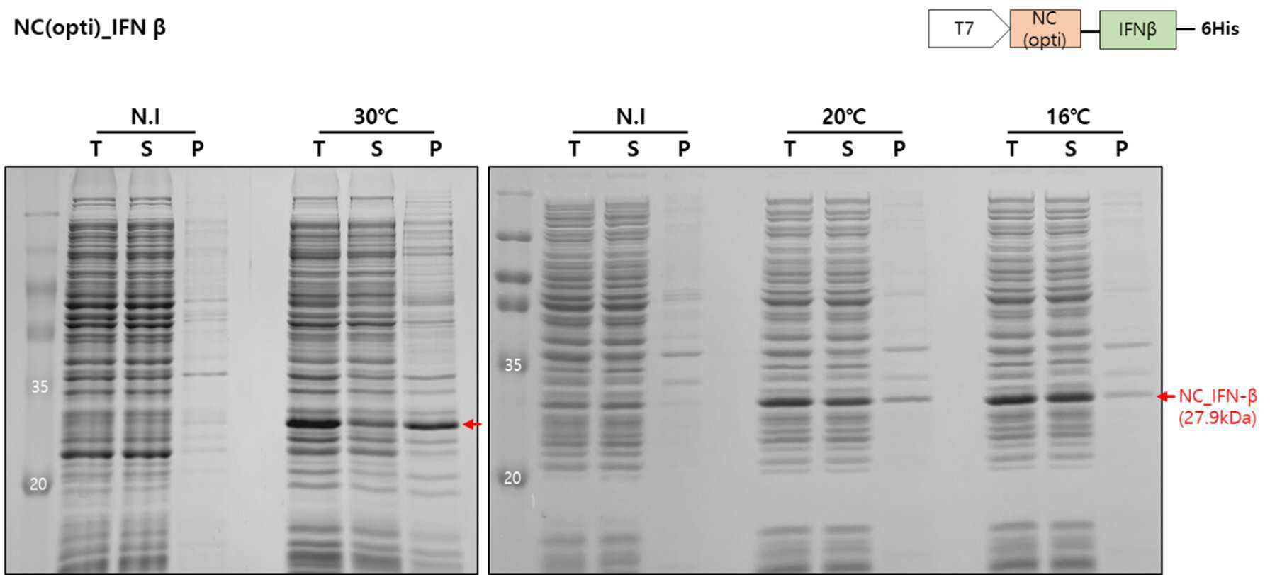 바이러스 뉴클레오캡시드를 이용한 목적 단백질 발현 플랫폼 대표 이미지