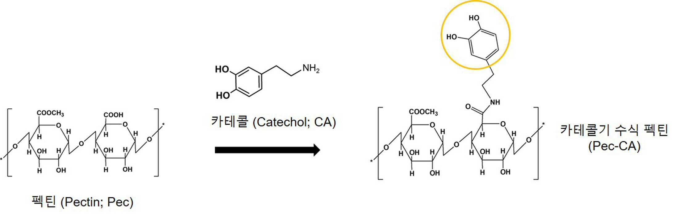 페놀기 유도체가 수식된 펙틴 및 그의 용도 대표 이미지
