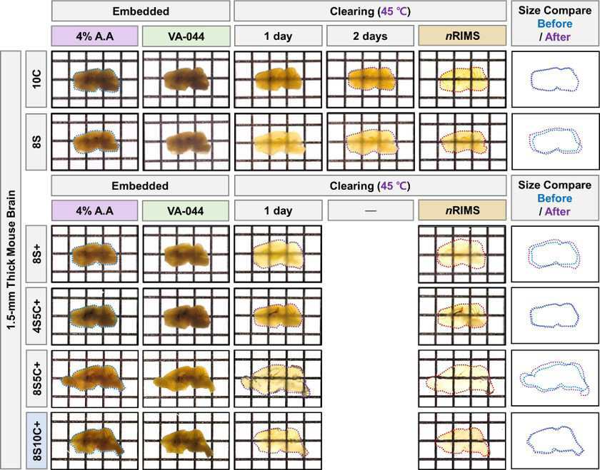 하이드로겔 조직의 팽윤을 억제하는 조직투명화 혼합물 대표 이미지