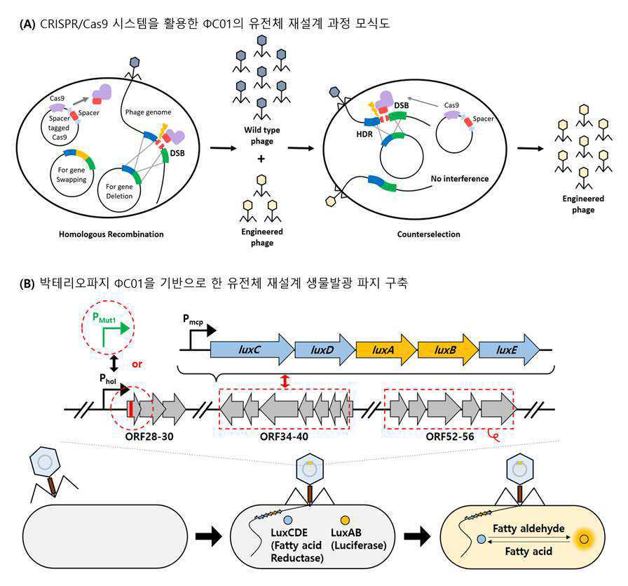 크로노박터 사카자키 생균을 감염하는 유전체 재설계 생물발광 박테리오파지 및 그 용도 대표 이미지