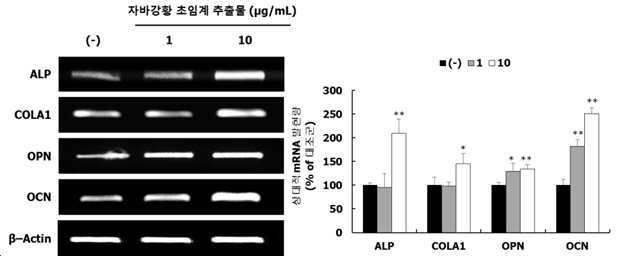 잔소리졸을 유효성분으로 함유하는 골형성 촉진용 조성물 대표 이미지