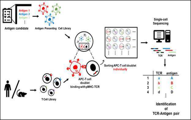 단일 세포 분석법을 이용한 TCR-항원의 특이성을 확인하는 방법 대표 이미지