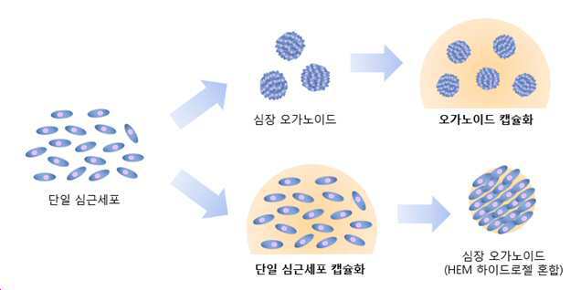 심장 오가노이드 배양 및 이식을 위한 탈세포 심장 조직 유래 지지체 및 이의 제조방법 대표 이미지