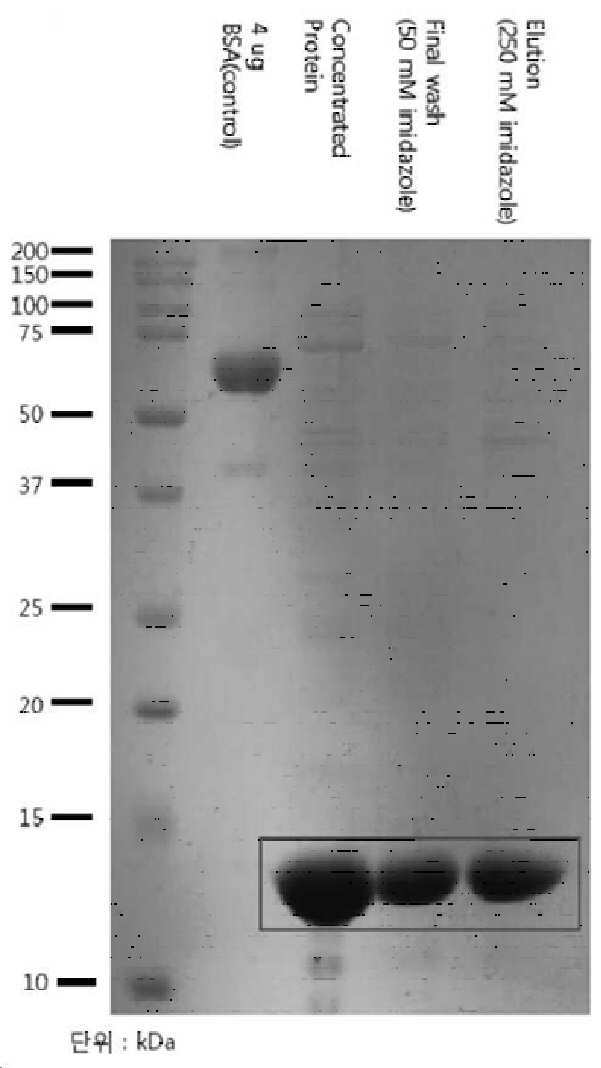 아프리카 돼지 열병 바이러스 유래 p104 단백질 절편 및 이의 용도 대표 이미지