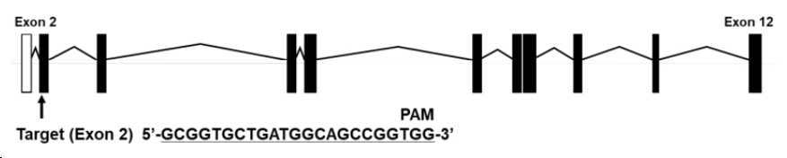 eif2b3 유전자를 녹아웃시킨 동물모델 및 이의 용도 대표 이미지