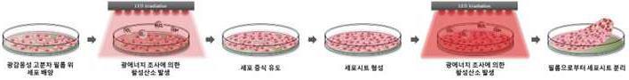 세포 배양, 성장 촉진, 세포시트 분리 및 전달의 전 과정이 가능한 광감응성 고분자 필름 기반의 올인원 세포제어 기법 대표 이미지